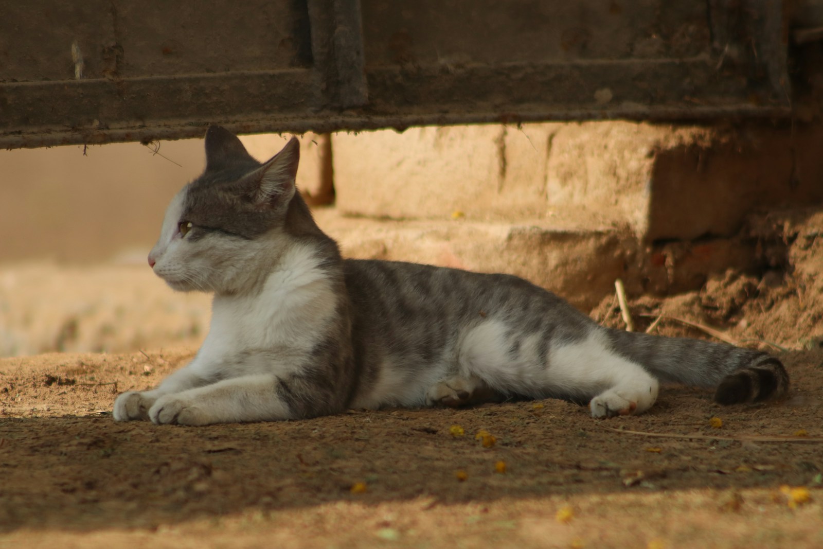 Vincent and Cleopatra's Egyptian Adventure in 'Hermitage Cats 2'