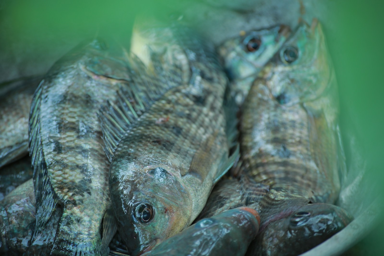 Volga's Beloved Fish: The Decline of the Vobla Species - News