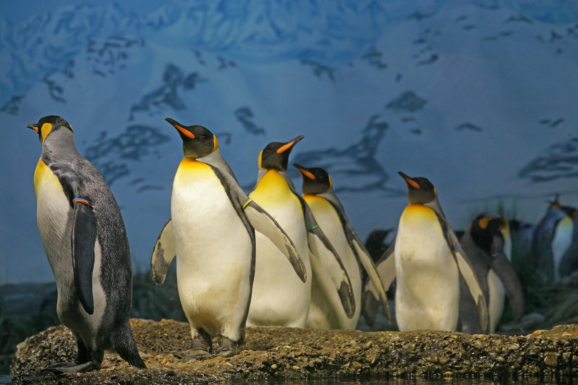 Winter's Hottest Memes: From Penguins to Toxic Bosses - Hot