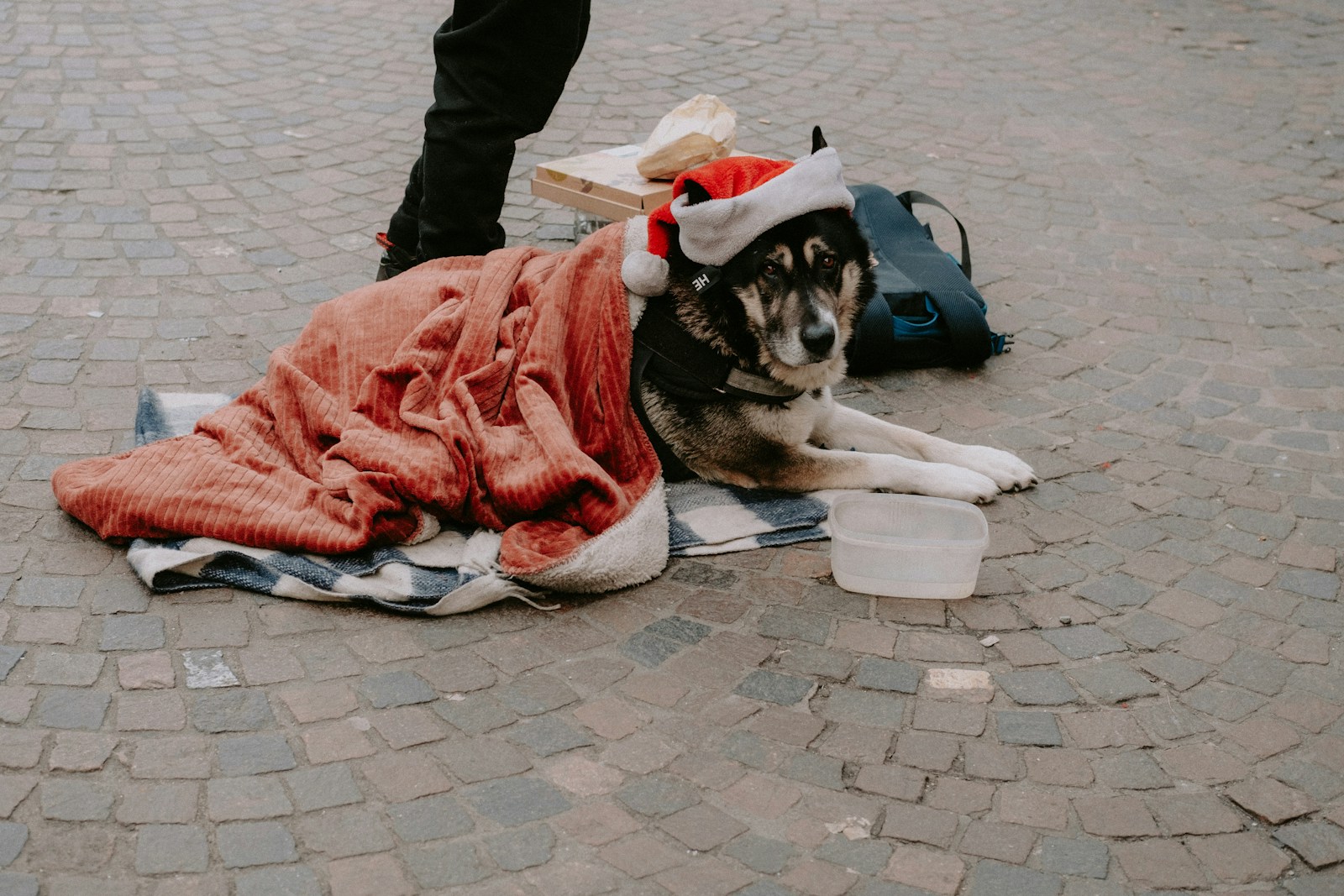 Woof Festival: A Heartfelt Event for Homeless Animals in Moscow